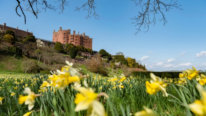 View of daffodils in the garden with Powis Castle on the hill in the background in Powys, Mid Wales.